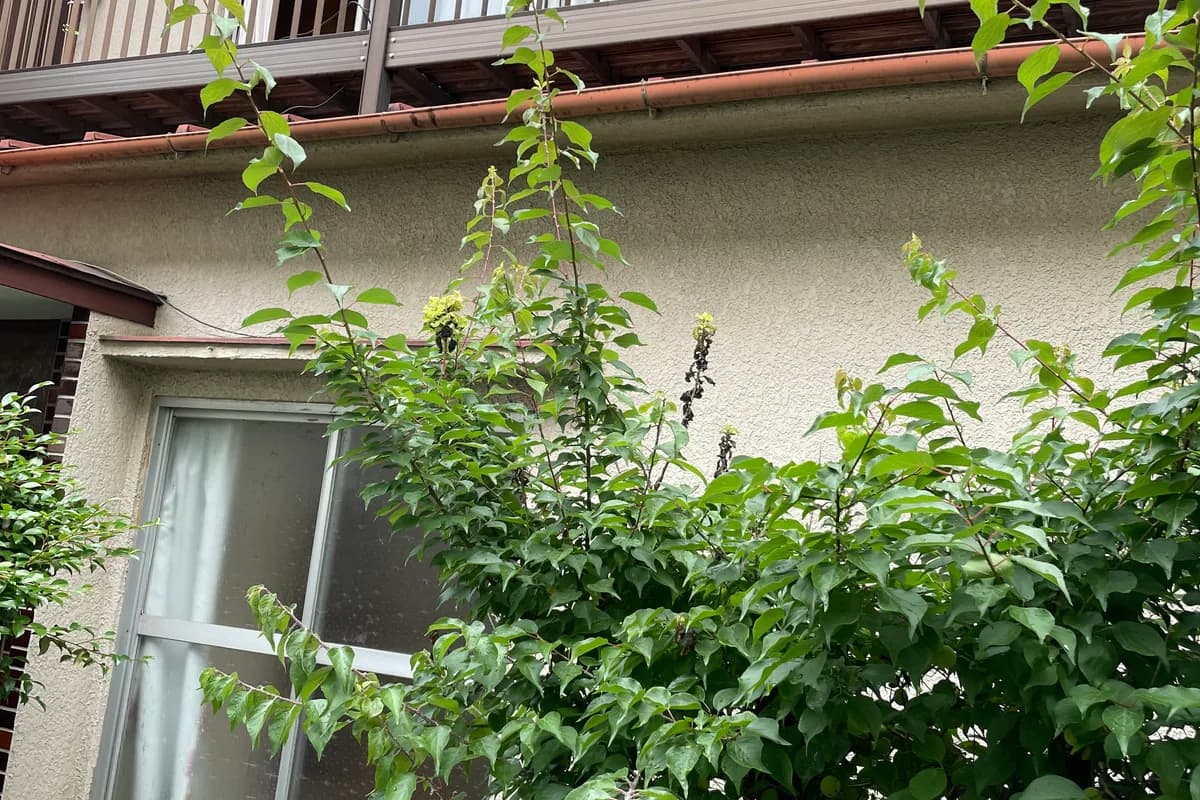 買い取った物件の外観、植栽が茂ったバルコニー側